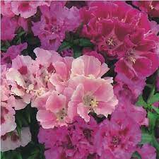 Small Packet Flower Godetia Crown Double Mixed 200 Seed Free Uk Post Flowers Shade Flowers Seeds