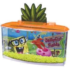 Looking for the best betta fish tank? 31 Betta Fish Tank Ideas Wonderfully Creative Designs