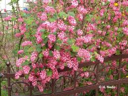 So Entsteht Ein Bienenfreundlicher Garten Bienenfreundlicher Garten Garten Bienenfreundliche Blumen