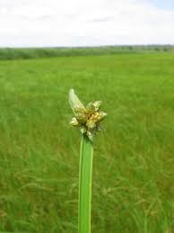 Image result for Schoenoplectiella mucronata