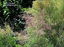 Image result for tamarix ramosissima pink cascade