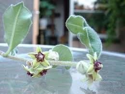 Image result for Raphionacme procumbens