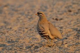 Grey Bird With White Stripes On Wings See See Partridge Ammoperdix Griseogularis Note Black Head Band Grey Neck With White Speckles Light Brown Upper Chest Melding Into Brown St Aves Ave Irak