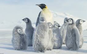 There are already 70 awesome wallpapers tagged with penguins for your desktop (mac or pc) in all resolutions: 29 Emperor Penguin Hd Wallpapers Background Images Wallpaper Abyss