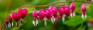 Bleeding Heart Plant Information Growing Care Of Bleeding Hearts