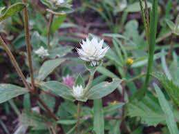 Image result for Gomphrena celosioides