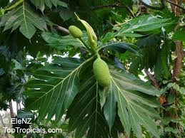 Image result for Artocarpus altilis