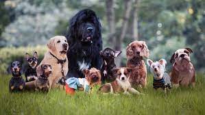 What Breed Is My Dog? How To Identify Any Breed | Petsradar