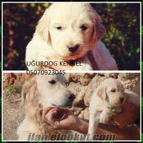 Golden Retriever Hatay