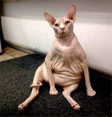 Sphynx Hairless Cat Breed Information And Photos Cat Breeds Hairless Cat Funny Cat Photos