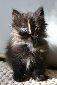 Pin By Dianne Starke-wood On Meow Beautiful Kittens Beautiful Cats Kittens Cutest