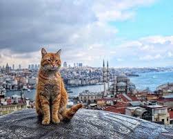 Buyuk Valide Han Istanbul Tekir Kediler Kedi Istanbul