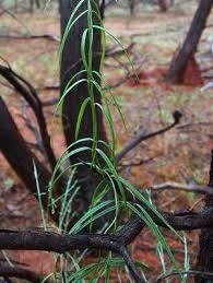 Image result for Marsdenia macrantha