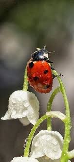 Pin By Fara Kani On Mariquitas Ladybug Animals Beautiful Beautiful Bugs