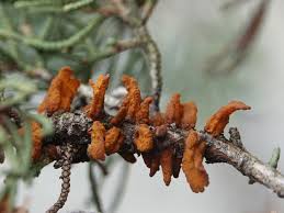 Image result for Gymnosporia gracilipes