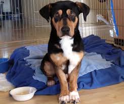 We offer a variety of services to the public including but not limited to: Nurtured To Health Range Of Rescued Dogs Offered At Oregon Humane Society Oregonlive Com
