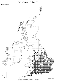 Image result for Viscum goetzei