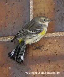 Birds Of Northern Illinois Identification Yellow Rumped Warbler With Fall Plumage Yellow Bird Guides Fall