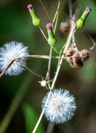 Image result for Emilia hockii