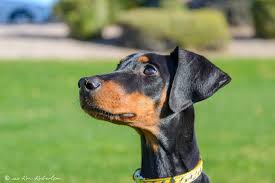 Prima dobermans raises quality akc doberman pinschers bred with emphasis toward conformation (meaning structure, form, appearance we have a lifetime commitment to our puppies and owners. Desert Harbor Doberman Rescue Of Arizona Home Facebook