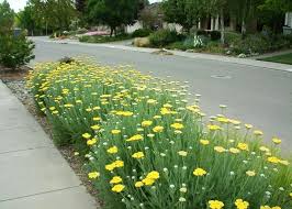 Maybe you would like to learn more about one of these? Best Perennial Flowers For June And Beyond Watters Garden Center