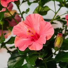 Image result for Hibiscus