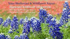 Spring blooms give way to summer fruit, perfect for making jams and jellies. Texas Wildflower Report Home Facebook