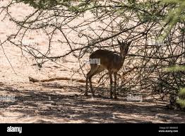 Image result for Acacia kirkii