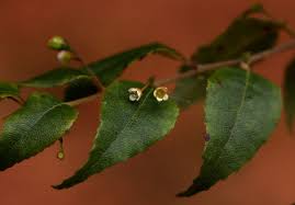 Image result for Gerrardinaceae