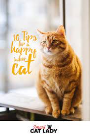 10 Tips For A Happy Indoor Cat Cat Care Cats Indoor Cat