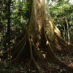 Image result for Celtis zenkeri