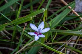 Image result for Tricliceras mossambicense