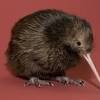 The little spotted kiwi is one of new zealand's most impressive conservation success stories. 1