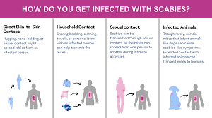 Image result for scabies transmission
