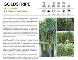 It should also have some weight to it. Bambusa Multiplex Goldstripe Bamboo Plus