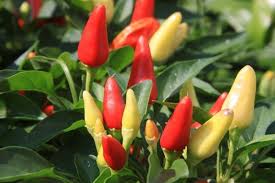 Poisonous Ornamental Plants Pepper Plants Hot Peppers Plants Stuffed Hot Peppers