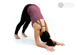 Maybe you would like to learn more about one of these? Dolphin Pose Ardha Pincha Mayurasana Instructions Photos Yoga Basics