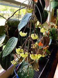 Image result for Polystachya undulata