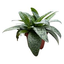 Image result for Xerophyta kirkii