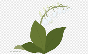 Maiglockchen Zeichnung Raster Grafik Blume Maiglockchen 2 Schritt Ast Malbuch Png Pngwing