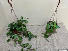 Эрдмийн ундраа буюу Гузмания цэцэг :) Хүний оюуныг дэмжиж, бүтээмжийг  нэмэгдүүлдэг гэж үздэг. Өнгийн пийвор саванд суулгасан, Үнэ: 18000 төг.  гоёлын боолттой авбал 20000 төг болно.