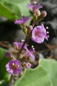 Image result for Commicarpus helenae