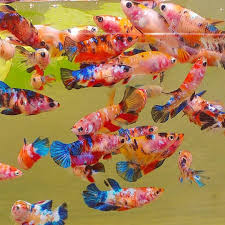 Plakat Koi Betta Fish Gang In 2020 Koi Betta Fresh Water Fish Tank Tropical Fish Aquarium