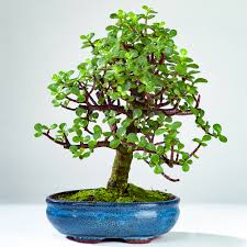 2020 popular 1 trends in home & garden with elephant desktop flower and 1. The Jade Tree Bonsai Today