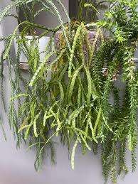 Image result for Huperzia bampsiana