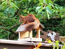 Pin Von Malti Jain Auf Eichhornchen Co Eichhornchen Tierbilder Tiere