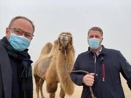 Upload, livestream, and create your own videos, all in hd. Kameel Gespot Op Het Strand In De Panne Kw Be