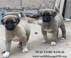Yavru Kangal Fiyatlari 2020