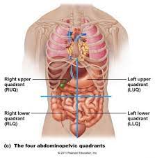 Each main or primary bronchus enters the hilum of its lung and gives rise to secondary lobar bronchi Female Abdominal Anatomy Images Koibana Info Human Body Organs Human Body Anatomy Body Anatomy