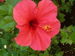 Perennial Hibiscus Shrub Ehow Hibiscus Plant Hibiscus Shrub Hibiscus Flowers